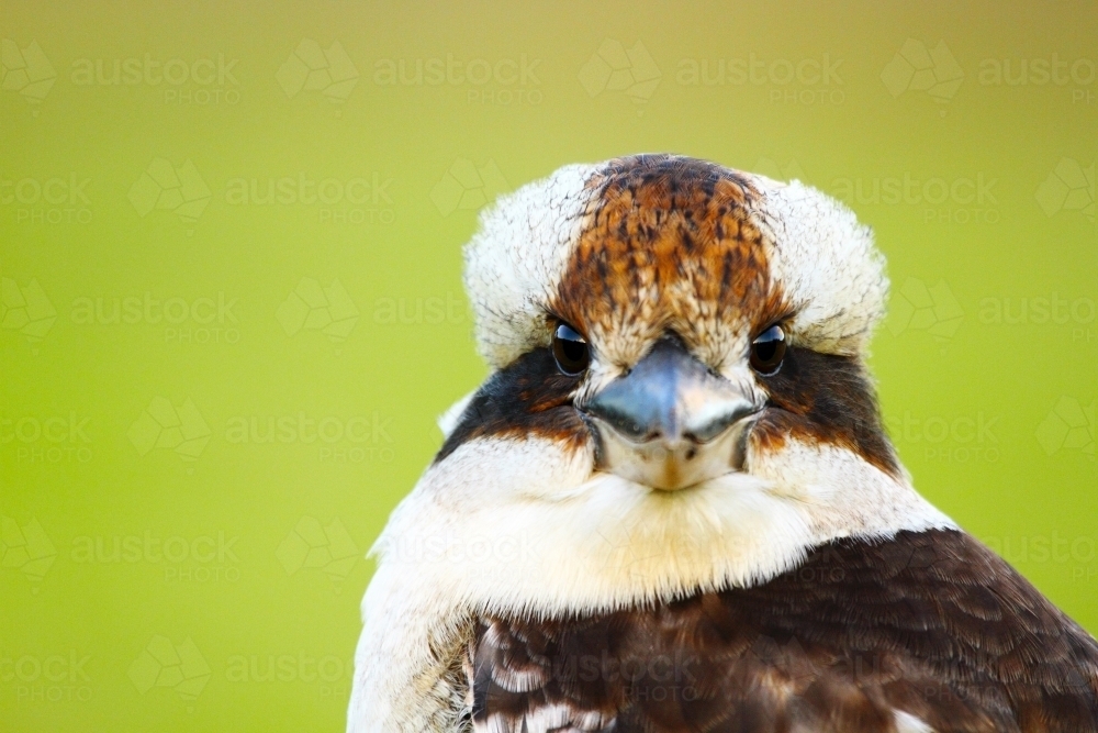 Close-up portrait of a Laughing Kookaburra head and beak - Australian Stock Image