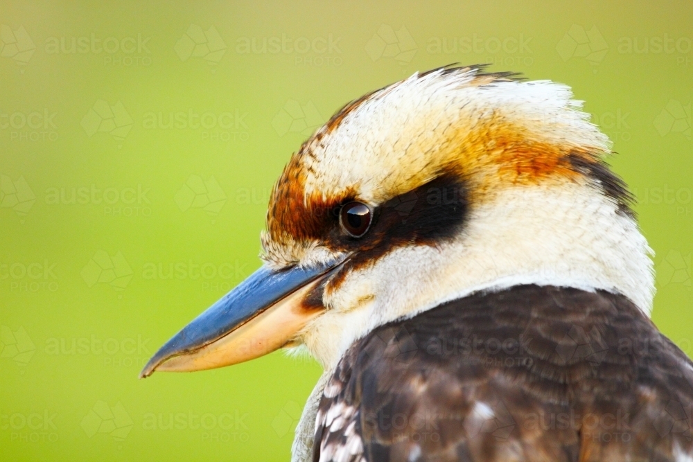 Close-up portrait of a Laughing Kookaburra head and beak - Australian Stock Image