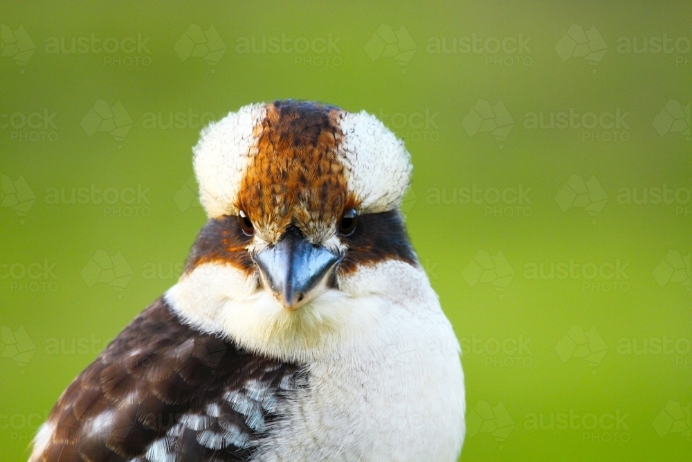 Close-up portrait of a Laughing Kookaburra head and beak. - Australian Stock Image