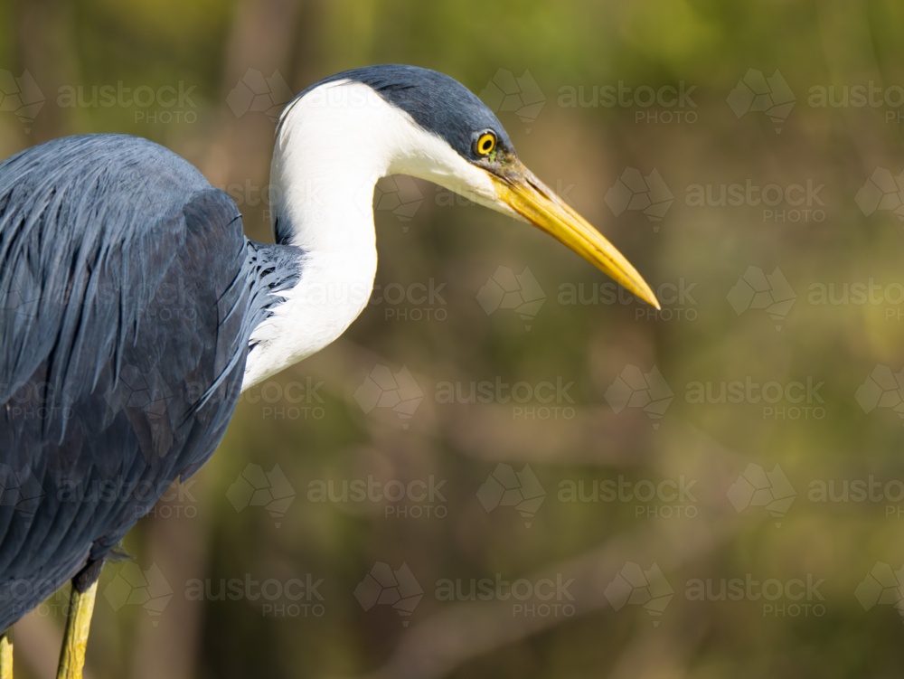 Close-up portrait of Australian white-necked heron displaying detailed blue-grey and white plumage - Australian Stock Image