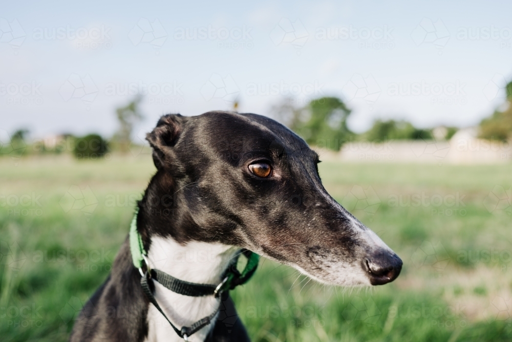 Close up portrait of black and white greyhound dog at the park on a sunny afternoon - Australian Stock Image