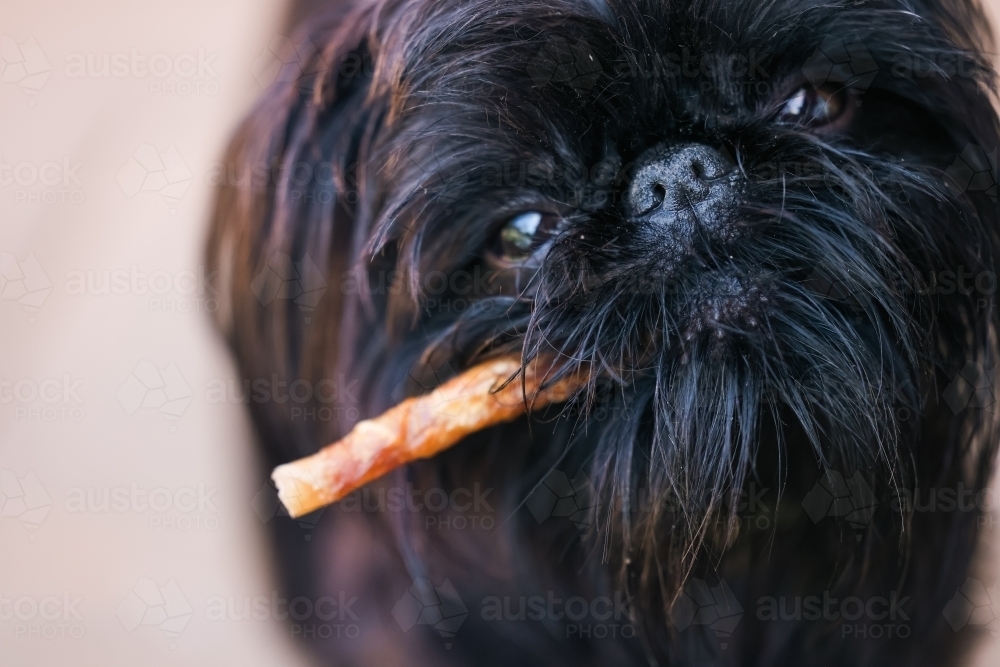 Close up portrait of black Brussels Griffon dog with treat - Australian Stock Image