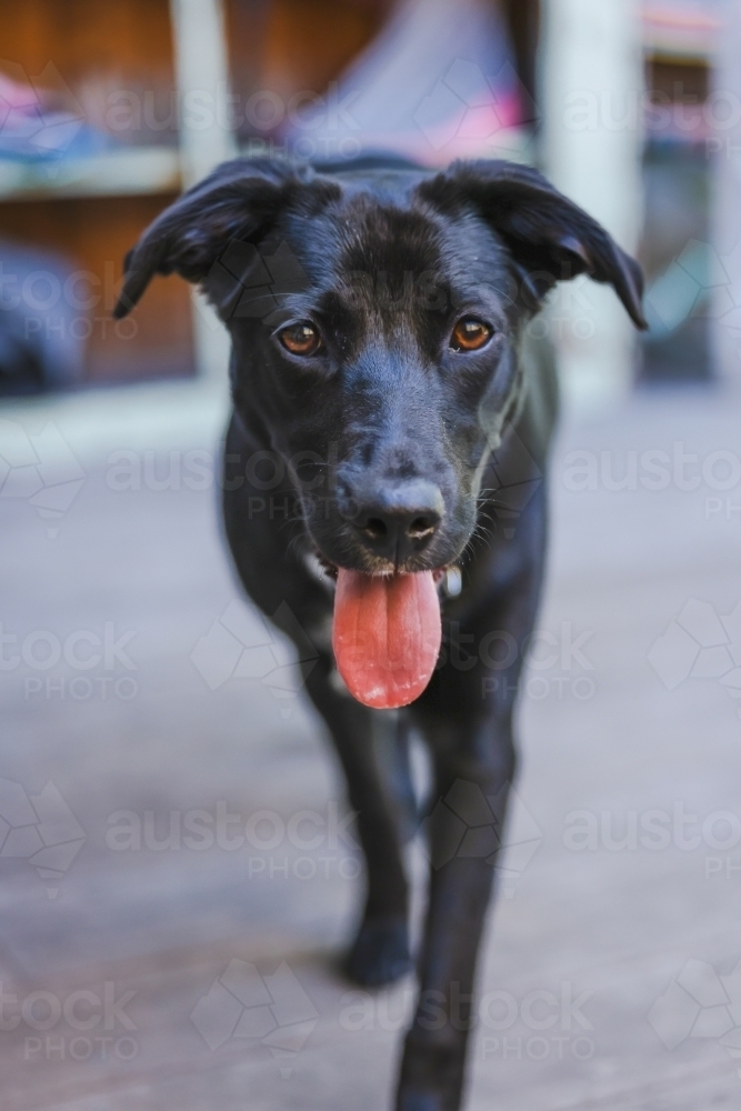 Close up portrait of black dog, kelpie cross labrador breed - Australian Stock Image