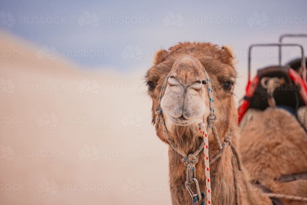 Image of Close up portrait of camel on the beach with copy space ...
