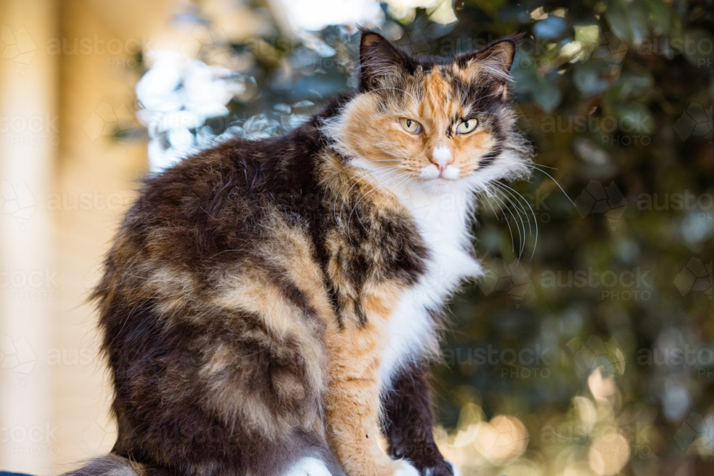 Close up portrait of domestic cat sitting on fence - Australian Stock Image