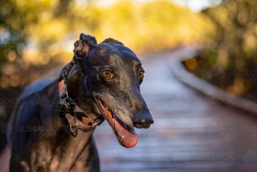 Close up portrait of greyhound dog with happy expression standing on boardwalk - Australian Stock Image