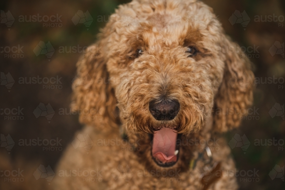 Close up portrait of Groodle breed dog yawning with tongue out - Australian Stock Image