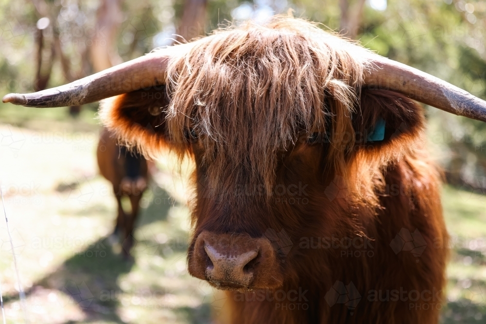 Image of Close up portrait of highland cow in field - Austockphoto