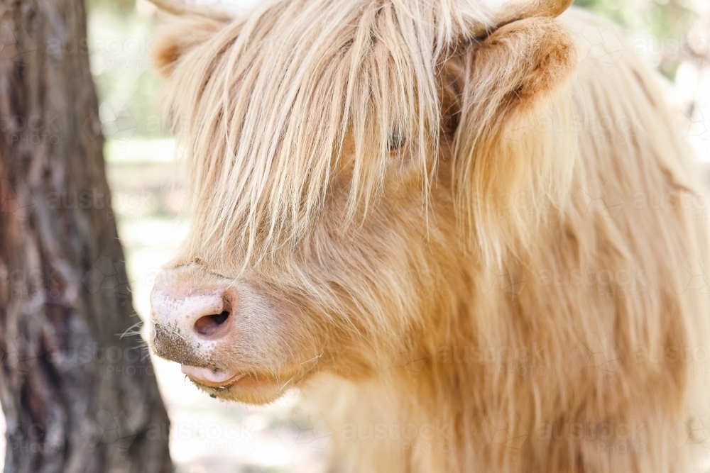 Image of Close up portrait of highland cow in field - Austockphoto