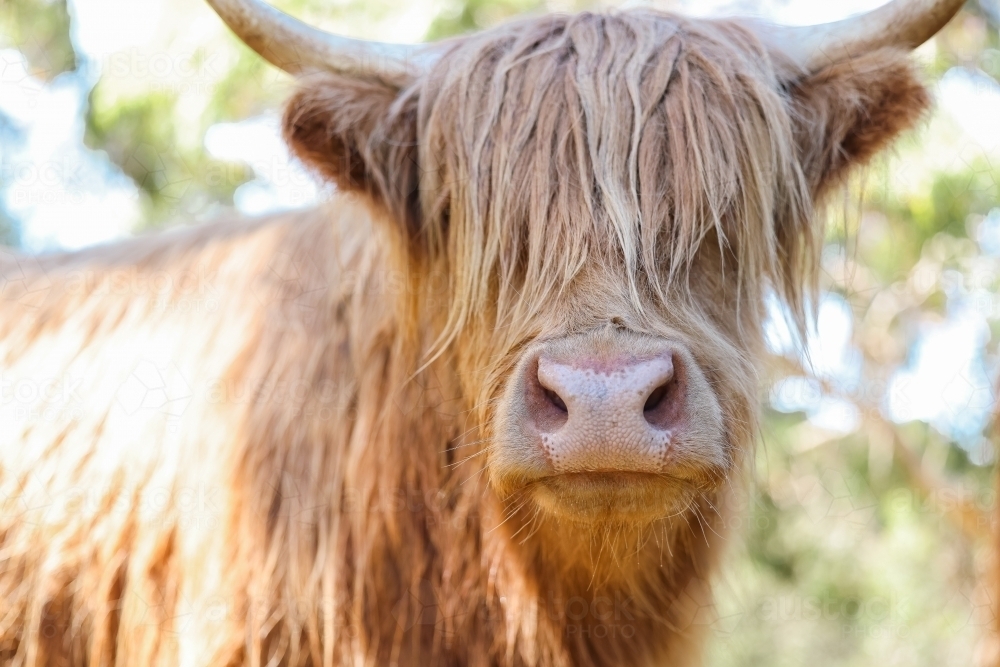 Close up portrait of highland cow with eyes covered with hair - Australian Stock Image