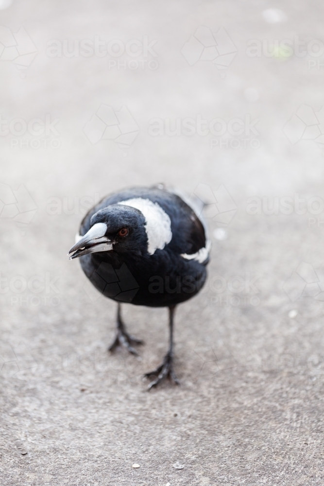 Close up portrait of magpie bird on concrete grey copy space - Australian Stock Image