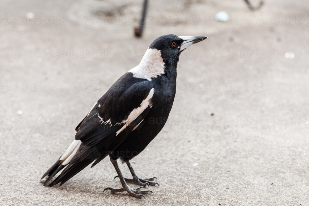 Close up portrait of magpie bird on concrete grey copy space - Australian Stock Image