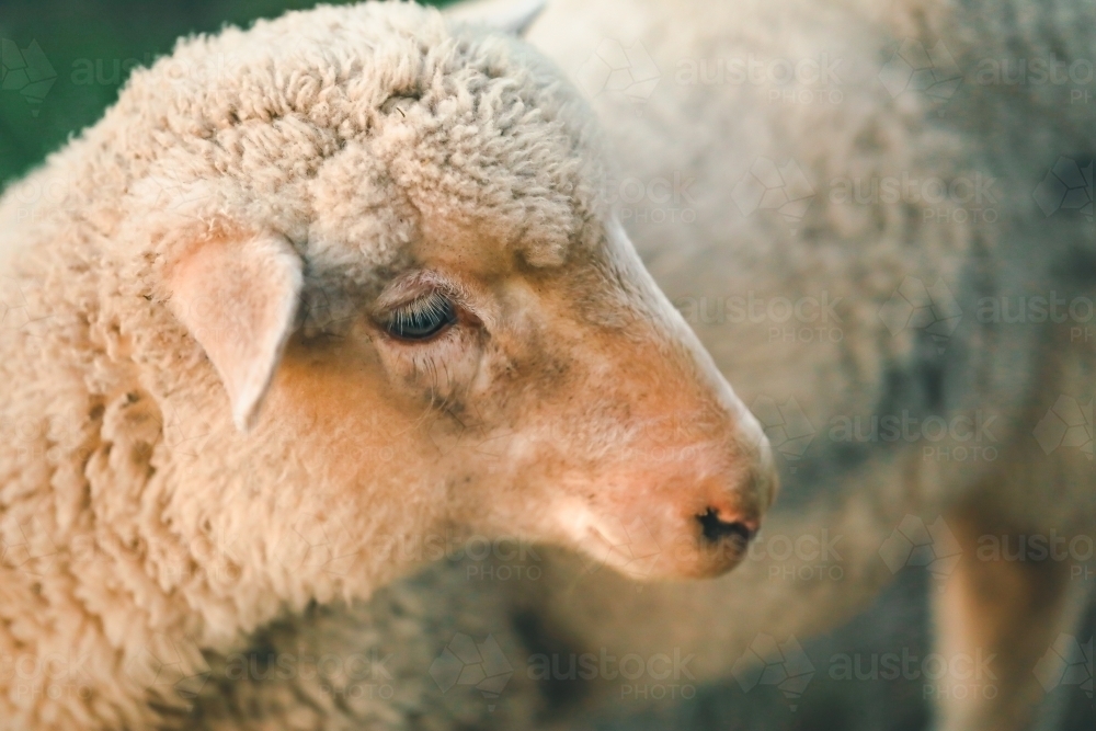 Close up portrait of merino sheep - Australian Stock Image