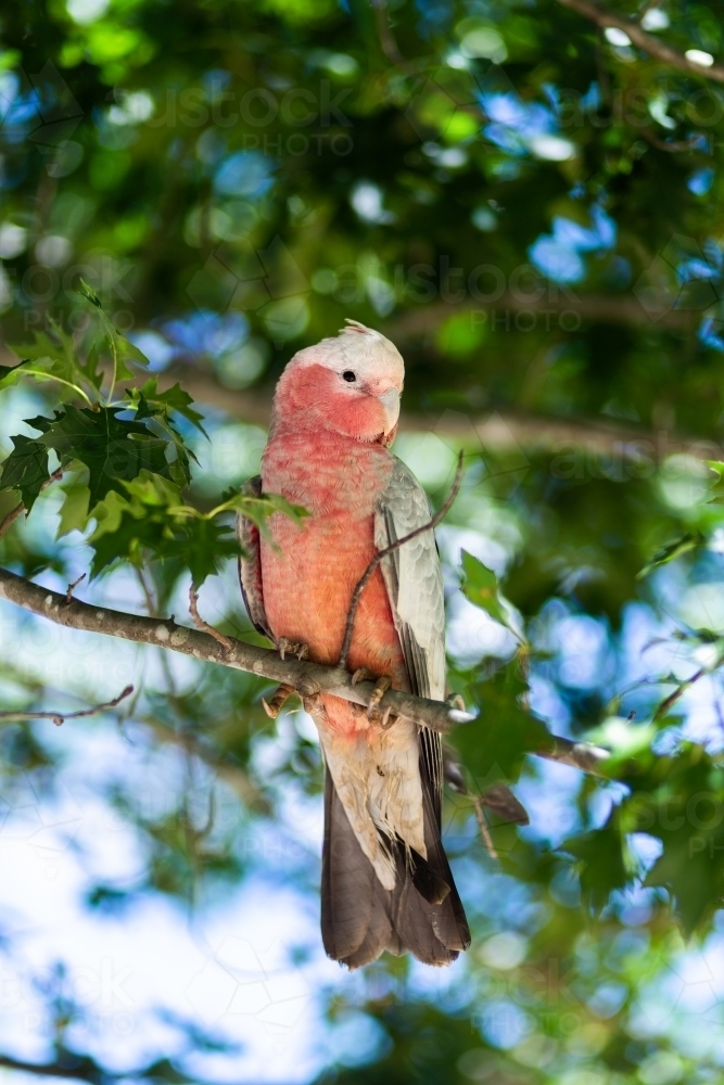 Close up portrait of young galah bird in tree - Australian Stock Image