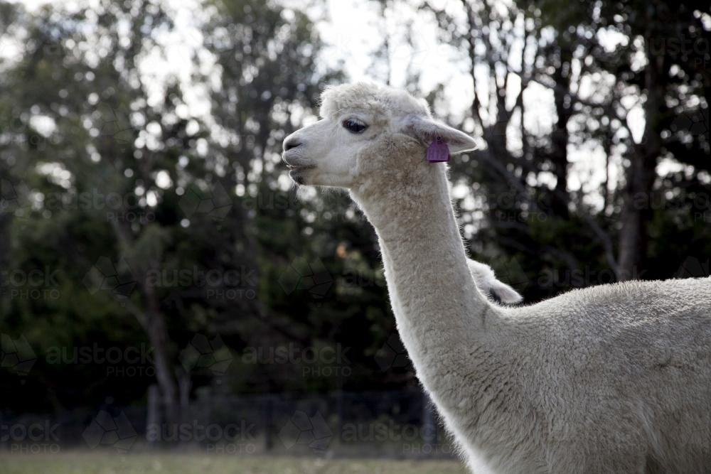 Close up profile of an alpaca on a farm - Australian Stock Image