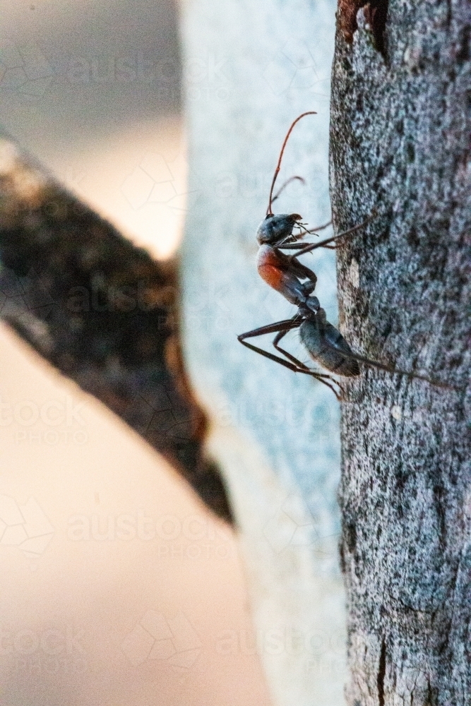 close up profile of ant on tree - Australian Stock Image