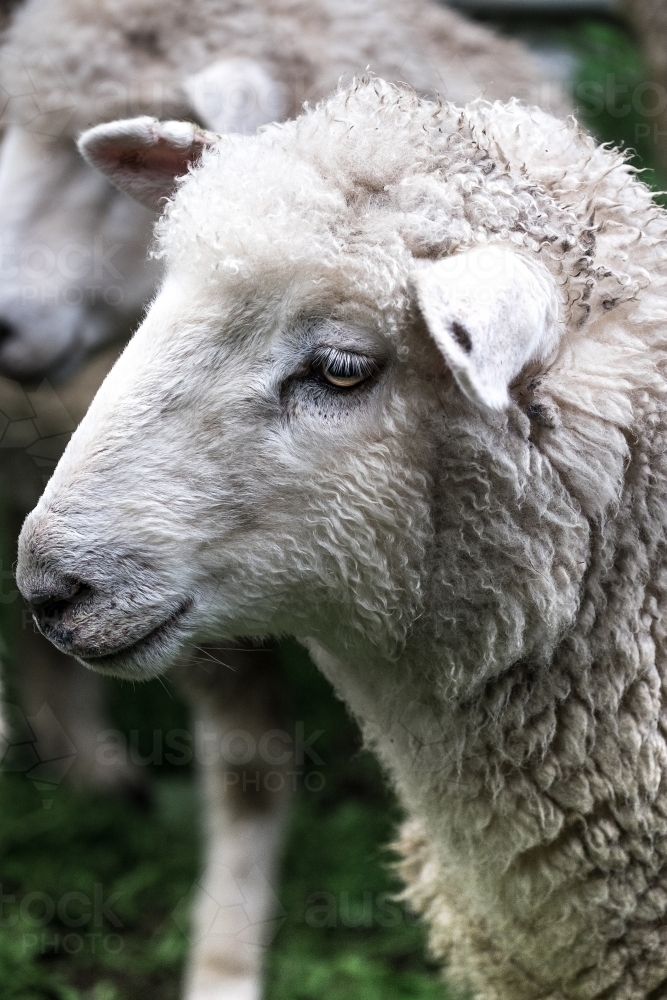 Close up sheep portrait - Australian Stock Image