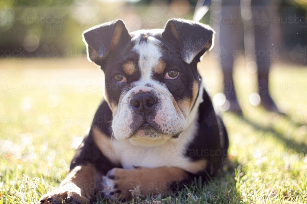 Close up shot an English bulldog with brown black and white colours laying on the lawn - Australian Stock Image