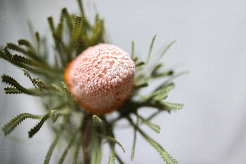 Close up shot of a banksia flower - Australian Stock Image