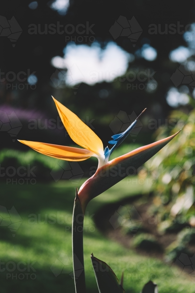 Close up shot of a Bird of paradise flower - Australian Stock Image