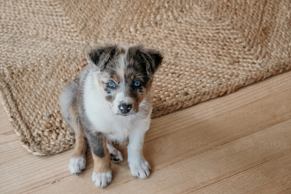 Close up shot of a border collie puppy - Australian Stock Image