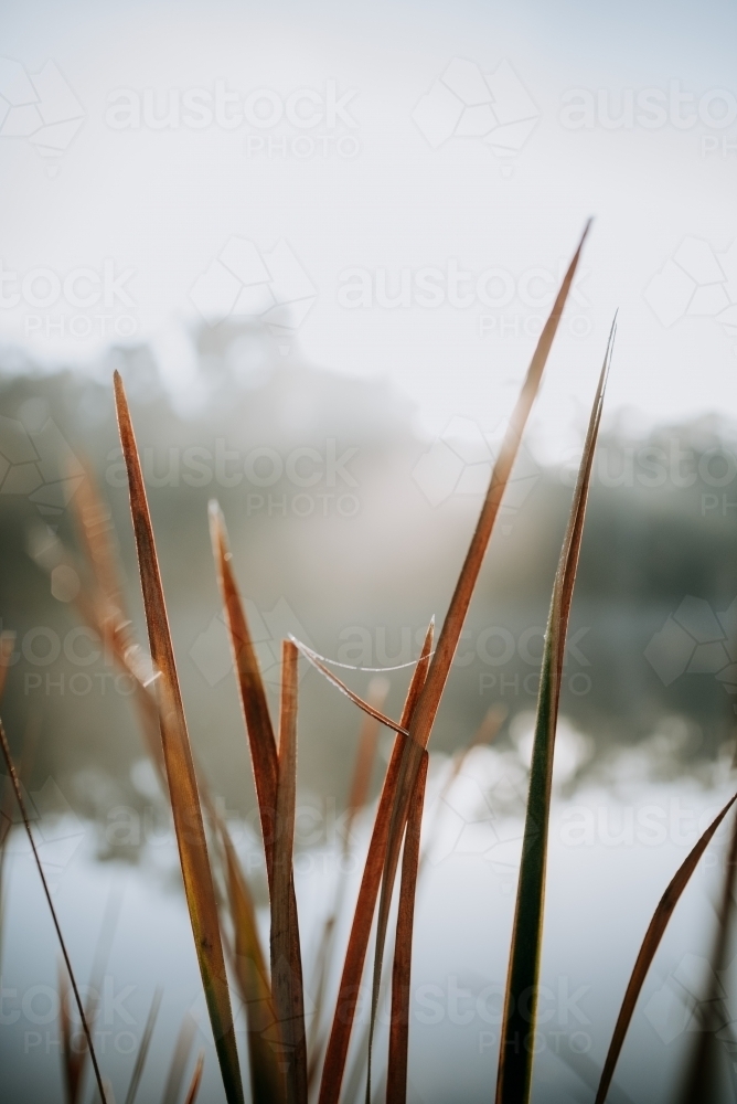 Close up shot of a brown grass near the lake during sunrise - Australian Stock Image