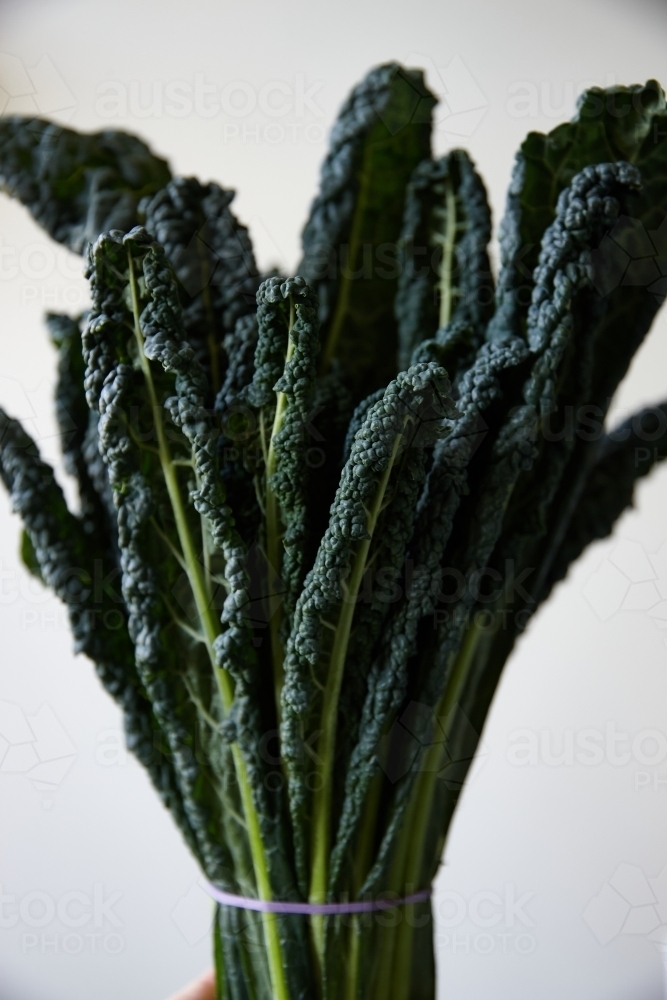 Close up shot of a bunch of kale on white background - Australian Stock Image