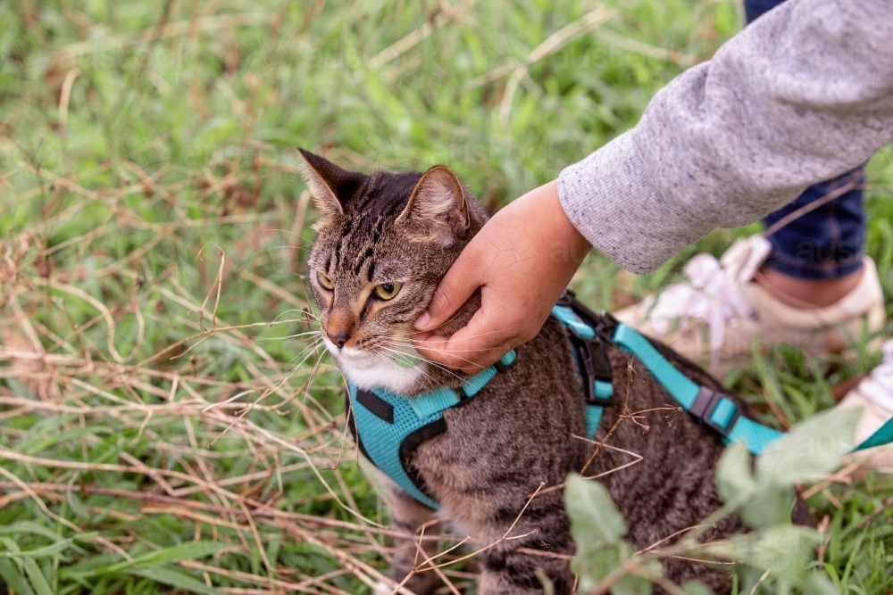 Close up shot of a cat with a blue green leash being touched by a person - Australian Stock Image