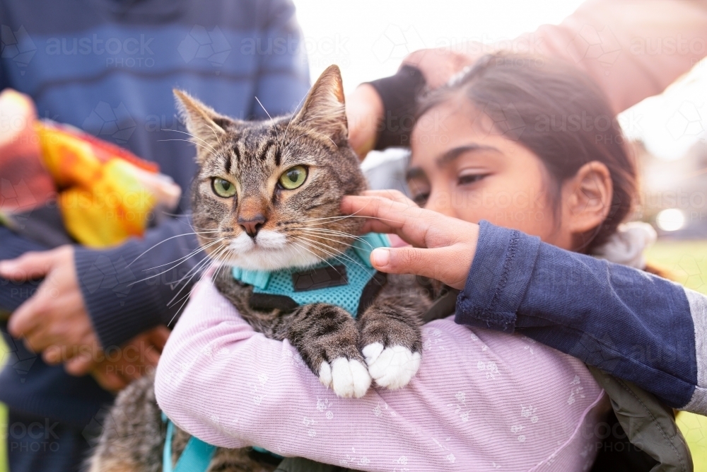 Image of Close up shot of a cat with blue green leash being carried by