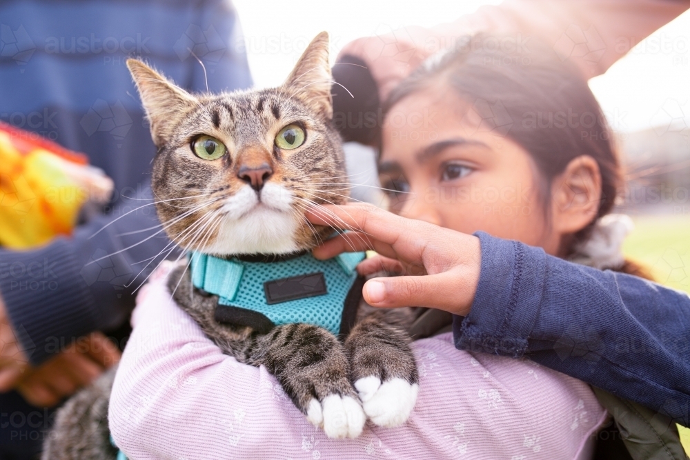 Image of Close up shot of a cat with blue green leash being carried by