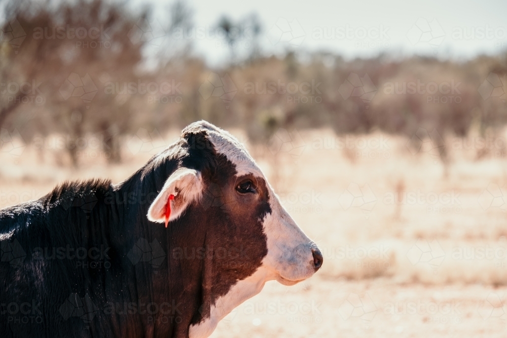 Close up shot of a cow in a field - Australian Stock Image