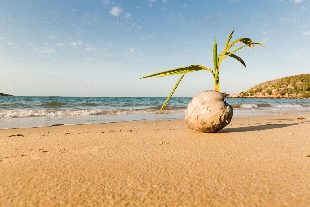 Close up shot of a dry coconut in a beach with a sprout in it - Australian Stock Image