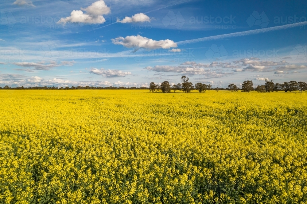 close up shot of a field with yellow canola flowers on a sunny day with blue skies - Australian Stock Image