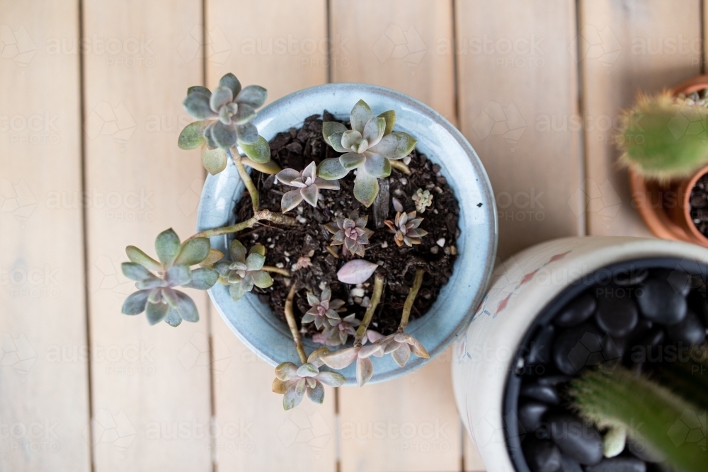 Close up shot of a ghost-plant in a small blue pot - Australian Stock Image