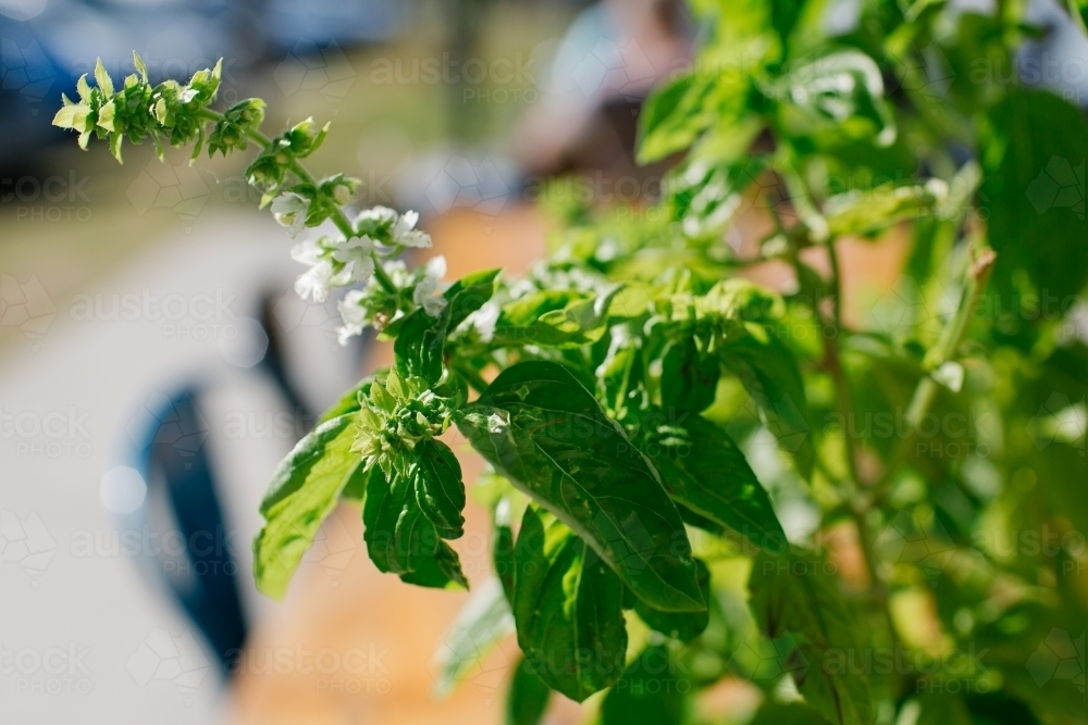 Close up shot of a green basil plant at a café - Australian Stock Image