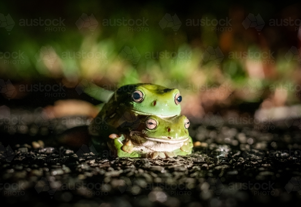 Close up shot of a green frog sitting on another green frog at night - Australian Stock Image