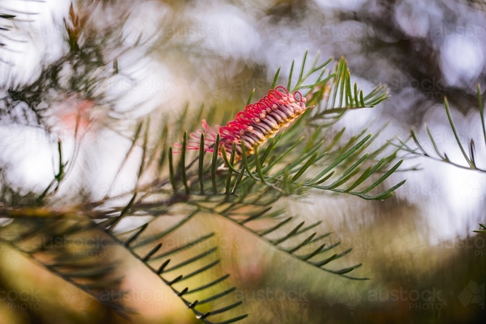 close up shot of a grevillea red hook - Australian Stock Image
