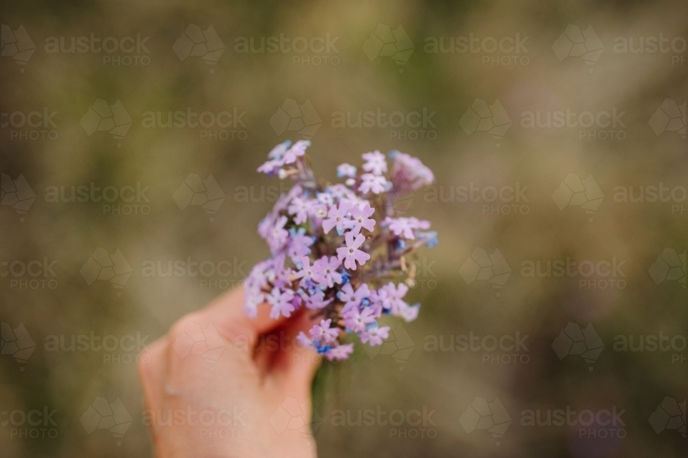 Close up shot of a hand holding purple flowers - Australian Stock Image
