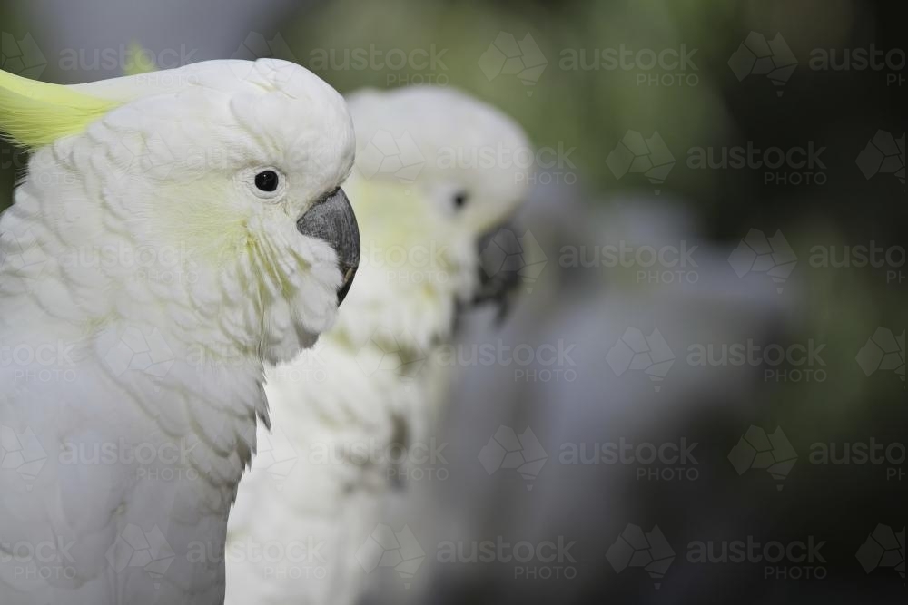 Close up shot of a line of sulphur crested cockatoos - Australian Stock Image