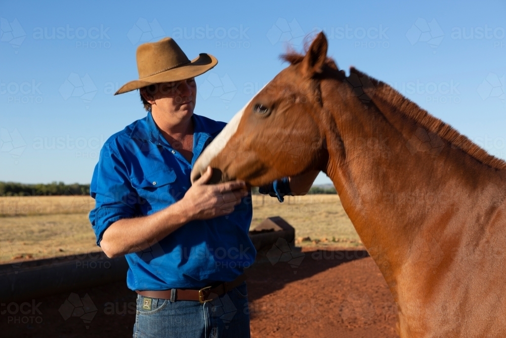 Close up shot of a man petting his brown horse - Australian Stock Image
