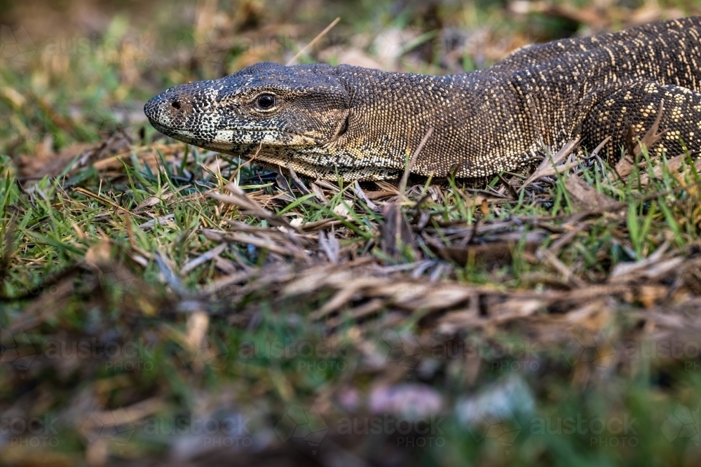 Close up shot of a Monitor lizard on the grass - Australian Stock Image