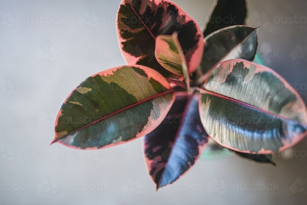 Close up shot of a pink and green leaf plant - Australian Stock Image