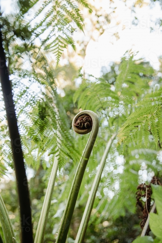 Close up shot of a plant about to unfurl - Australian Stock Image