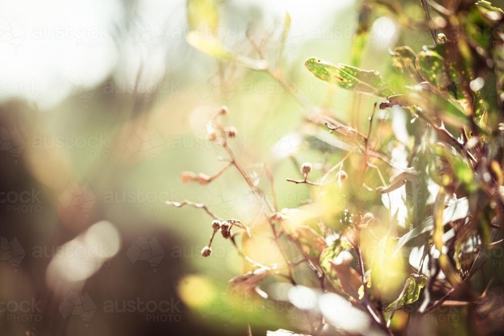 Close up shot of a plant against the sun light - Australian Stock Image