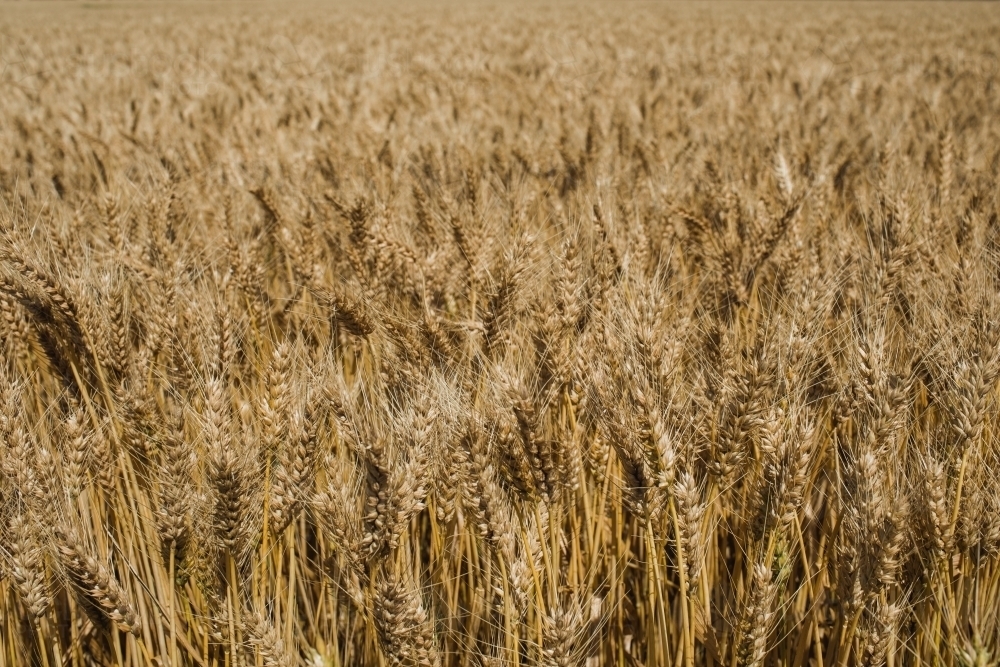 Close-up shot of a ready-to-harvest wheat crop - Australian Stock Image