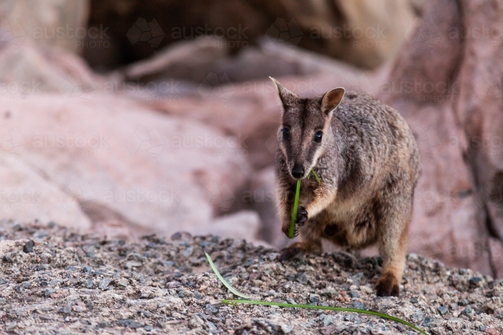 close up shot of a rock wallaby standing on a rock eating a leaf - Australian Stock Image