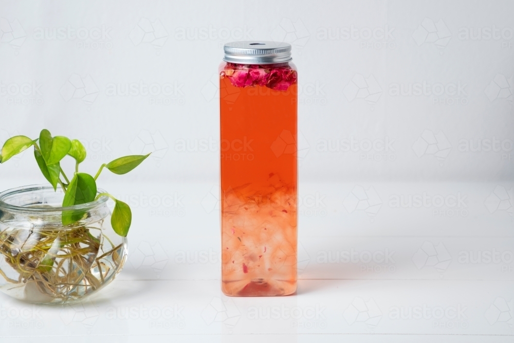Close up shot of a rose tea in a long container with a plant on the side - Australian Stock Image