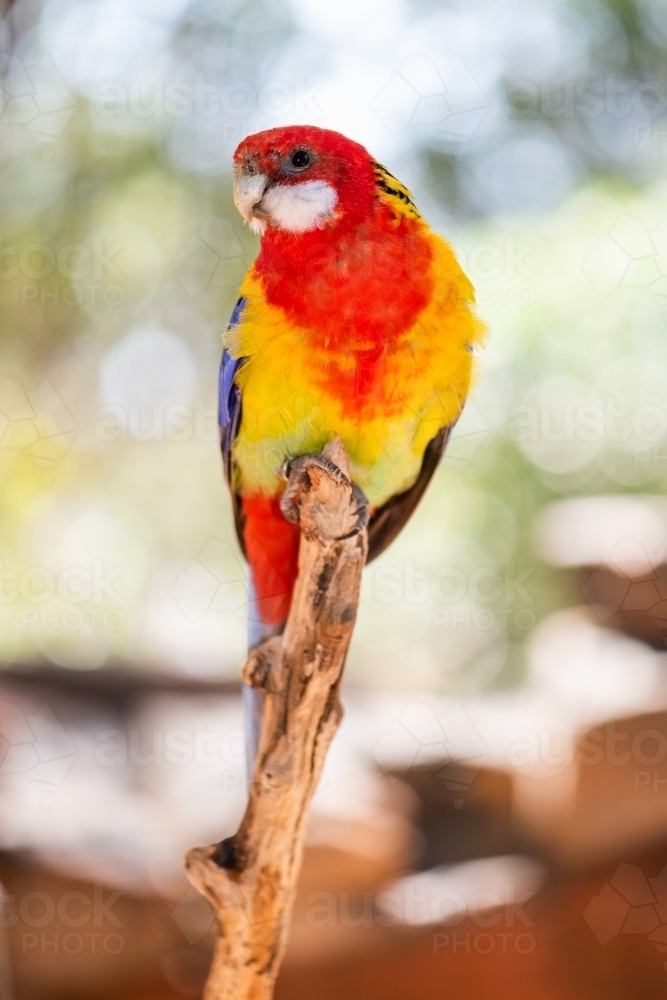 Close up shot of a rosella sitting on a twig - Australian Stock Image