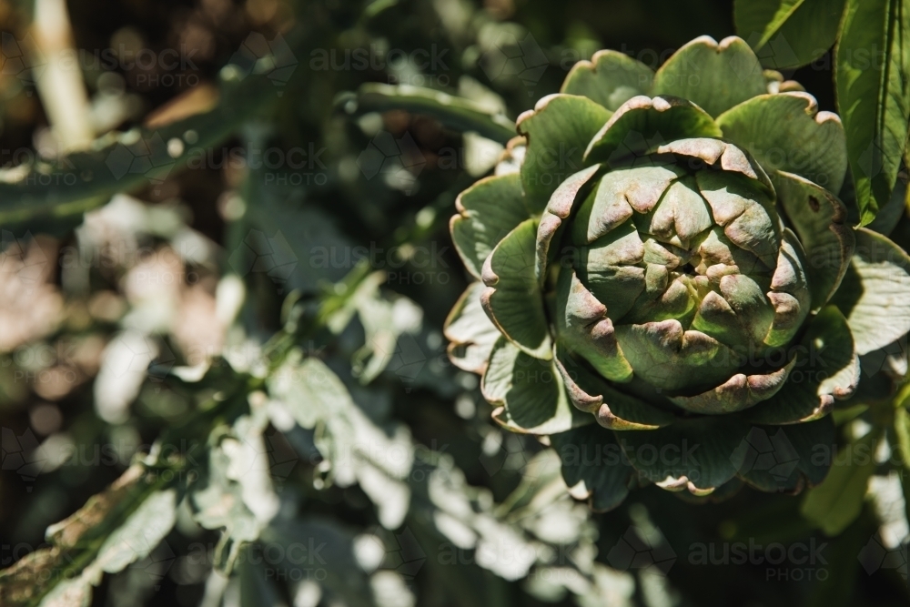 Close up shot of a round cactus, cabbage shaped plant in sunlight - Australian Stock Image