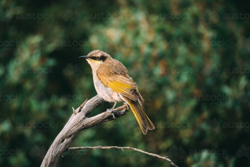Close up shot of a singing honeyeater bird sitting on a tree branch - Australian Stock Image